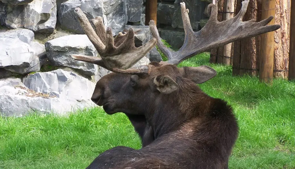 moose