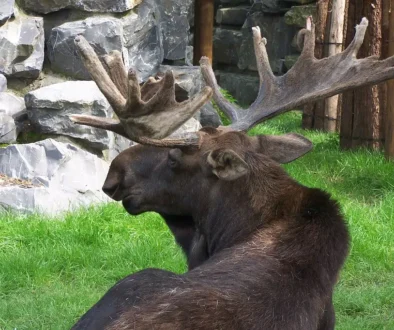 moose