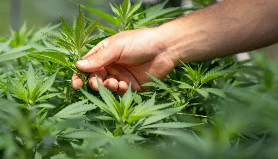 person holding green grass during daytime