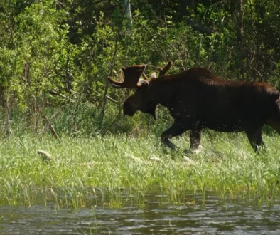 moosepictwo