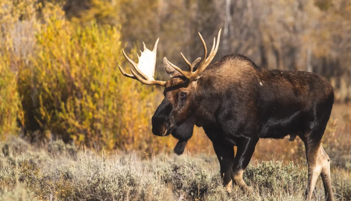 brown moose on brown grass during daytime
