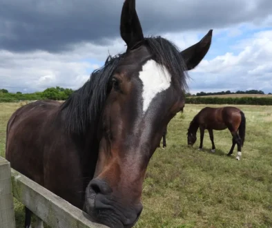 Horses