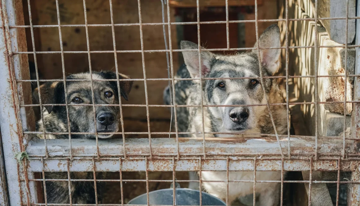 two dogs in cage during daytime
