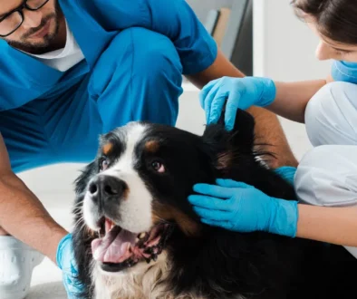 panoramic shot of two young veterinarians examining bernese mountain dog lying on floor