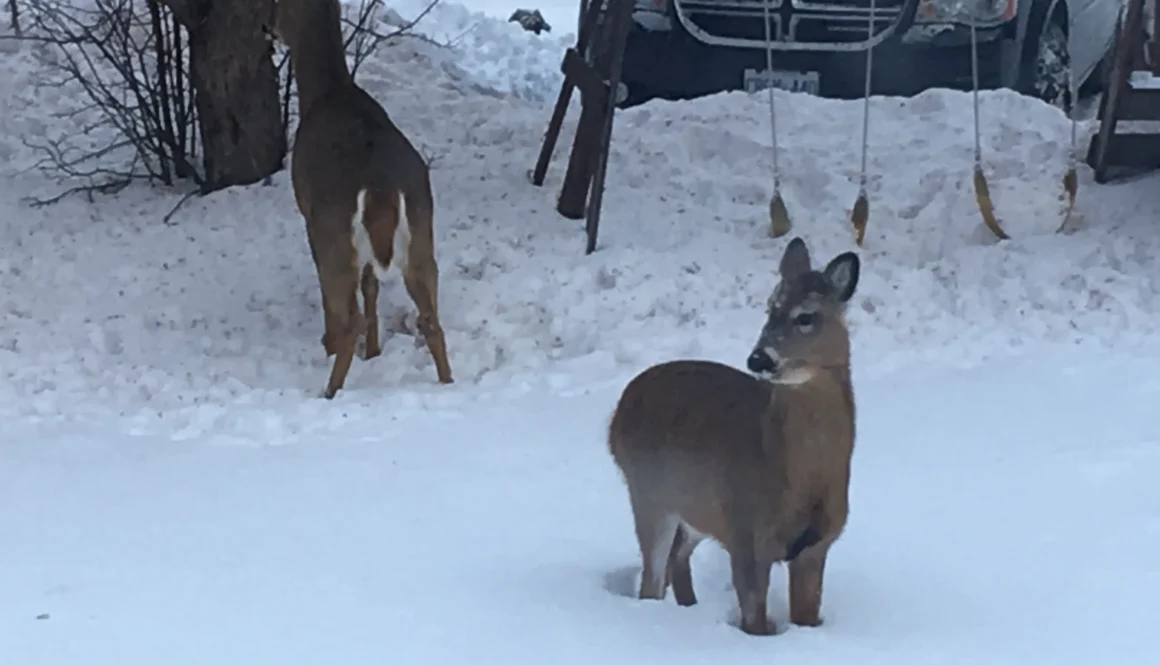 Deer in backyard March 2019 (7)