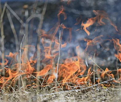 Fire burning dry grass