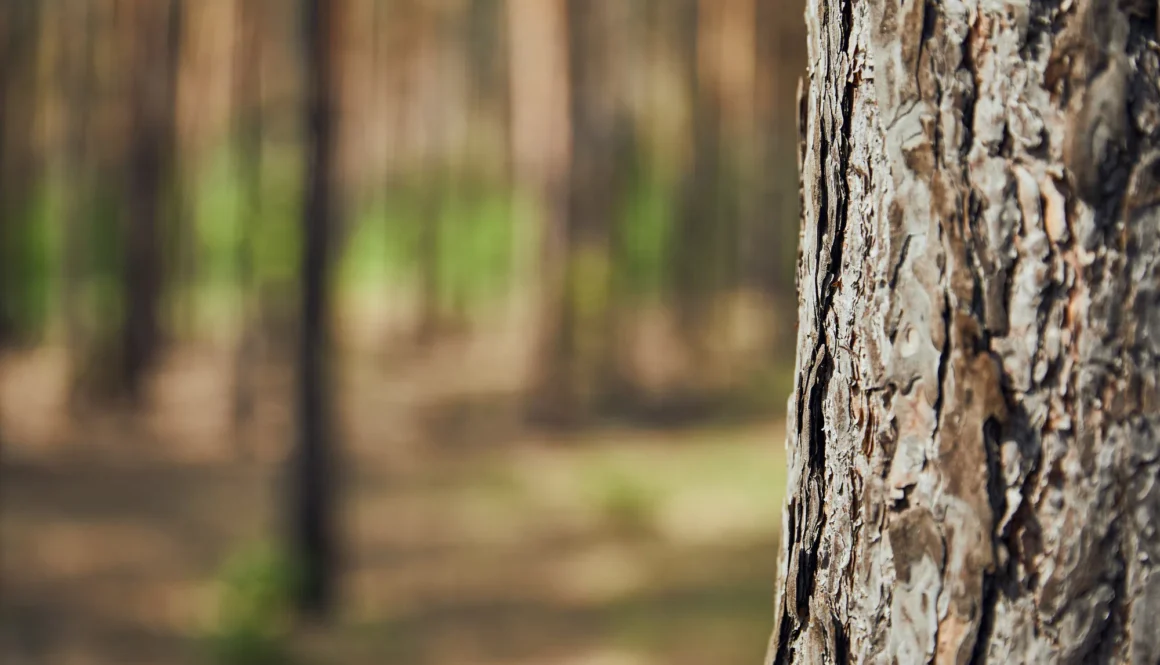 Close up view of textured tree in forest with copy space