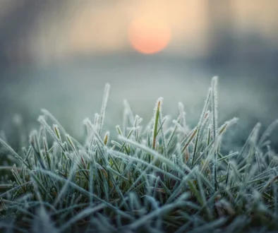 green grass with morning frost and red sun
