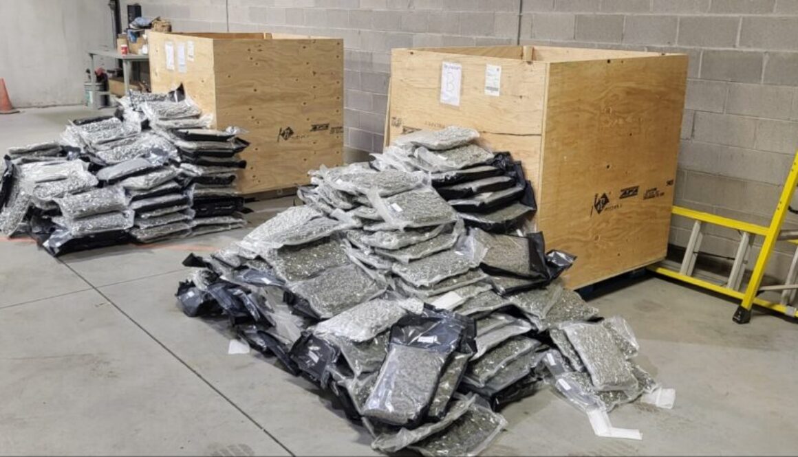 Illicit Dried Cannabis OPP Aug 29 2025