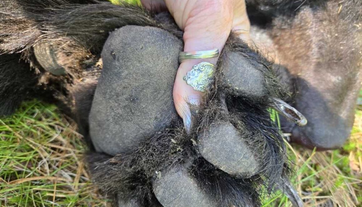 JustHunt Bear Hunting Amanda Lynn Mayhew 2