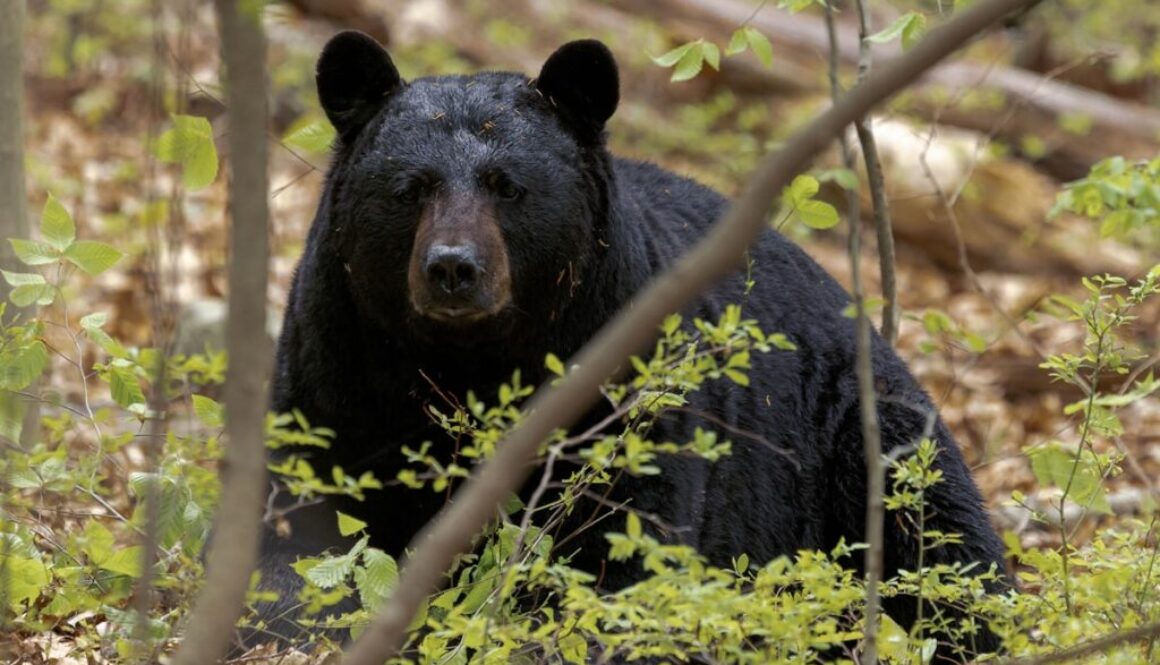 a black bear is sitting in the woods