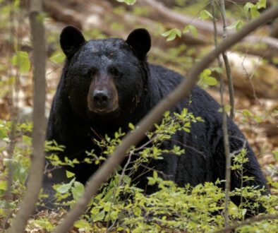 a black bear is sitting in the woods