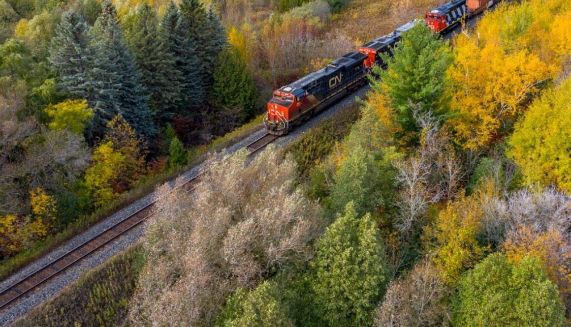 a train traveling through a lush green forest
