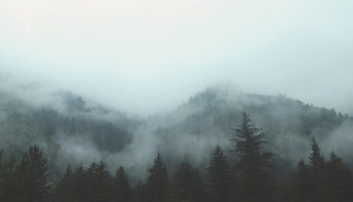 gray forest with fog