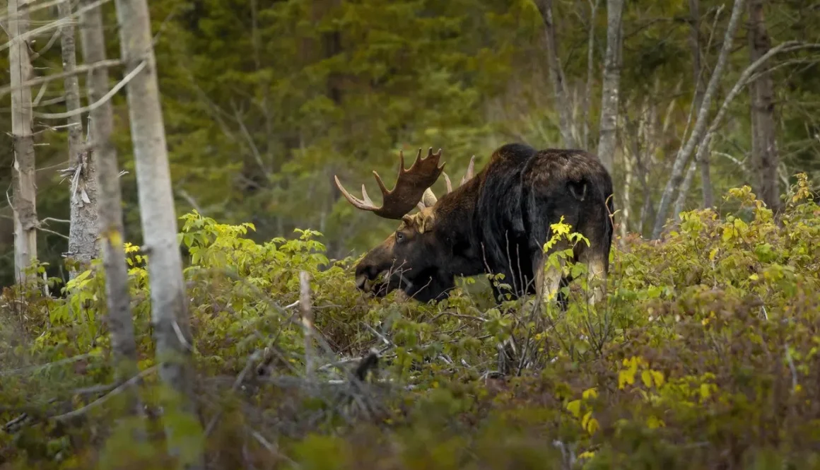 Wildlife image_Tourism NB_Nathan Robinson
