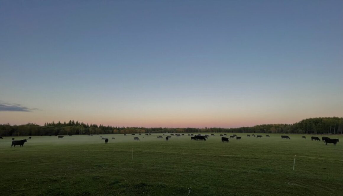 Lisa Koshel - Rocking K Ranch, Oxdrift