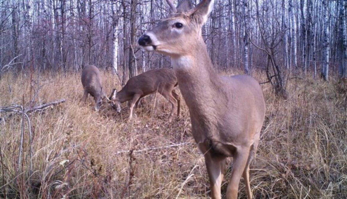 Deer - DNR photo Oct 2019(1)