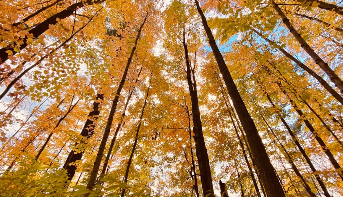 a forest filled with lots of tall trees