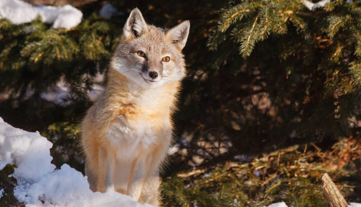 Swift Fox; photo by Laszlo Podor