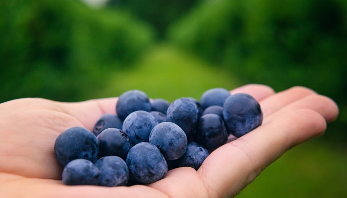 person holding blue round fruits