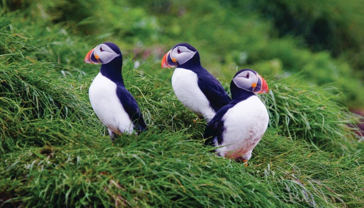 atlantic puffins by Bill Caulfeild-Browne