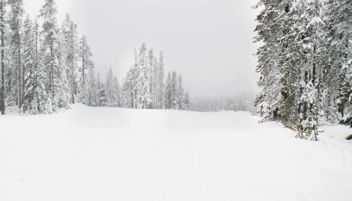 snow field surrounded by trees