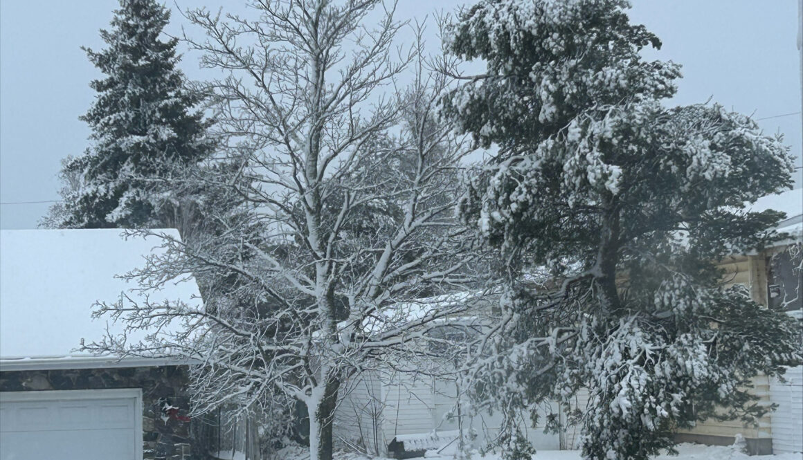 Winter trees in Moncton