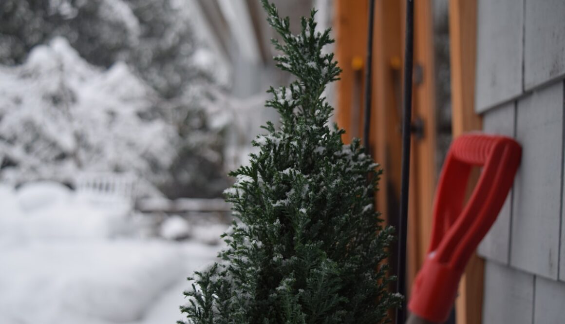green pine tree covered with snow