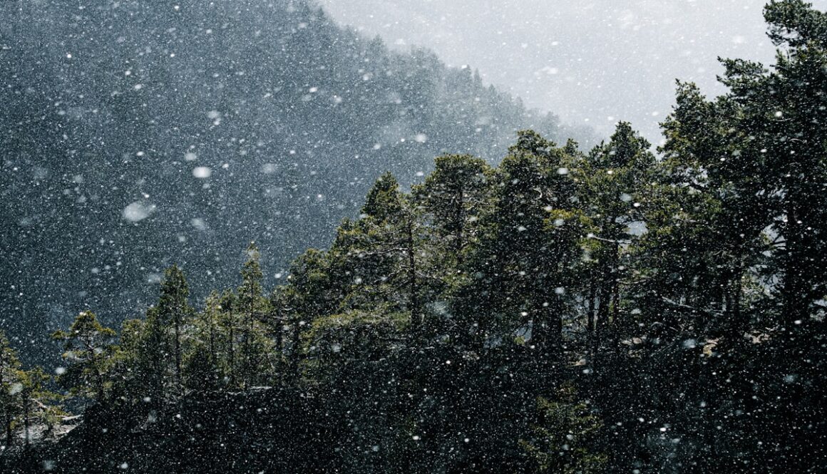 Snow falling on a dense evergreen forest.
