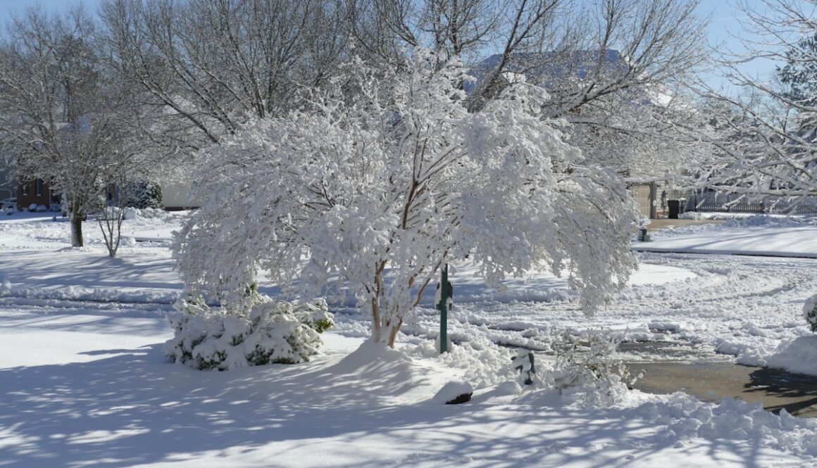 a tree covered in snow next to a sidewalk