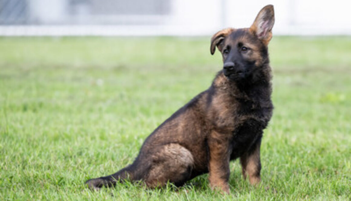 Royal Canadian Mounted Police Media Relations and Issues Managem