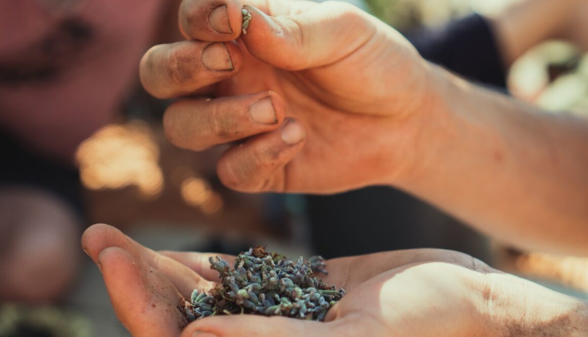 person holding brown and black plant