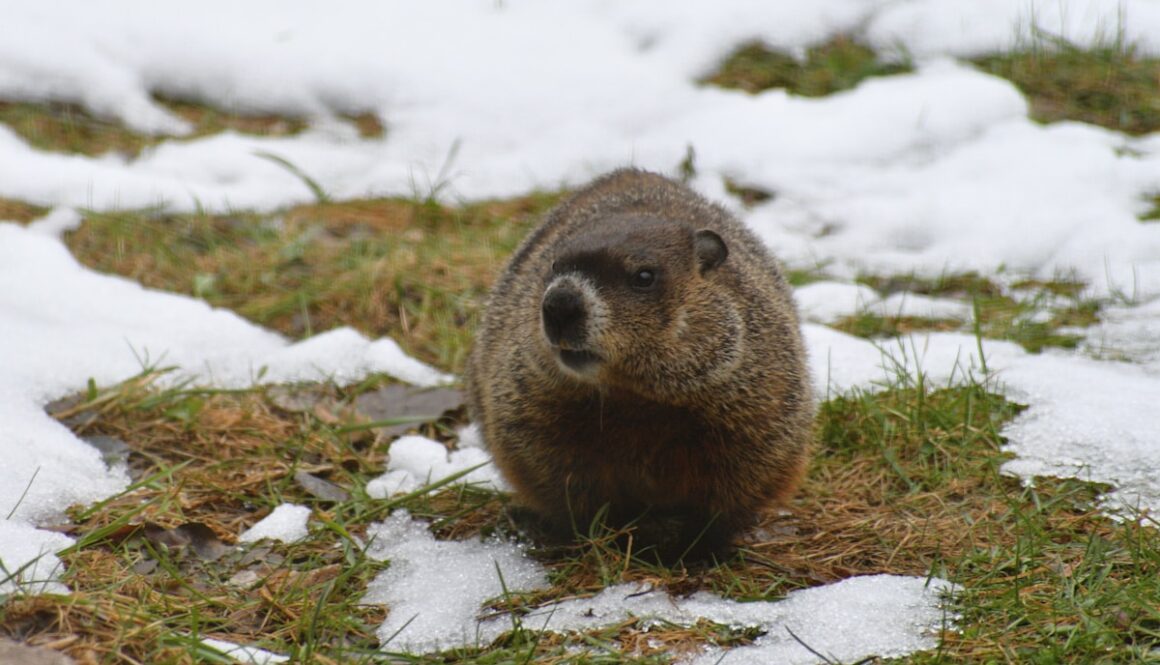 brown rodent on snow covered ground during daytime