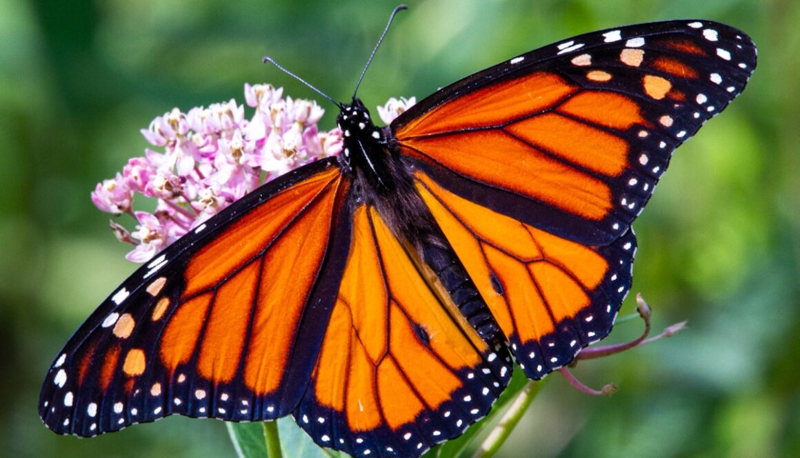 monarch butterfly perched on pink flower in close up photography during daytime