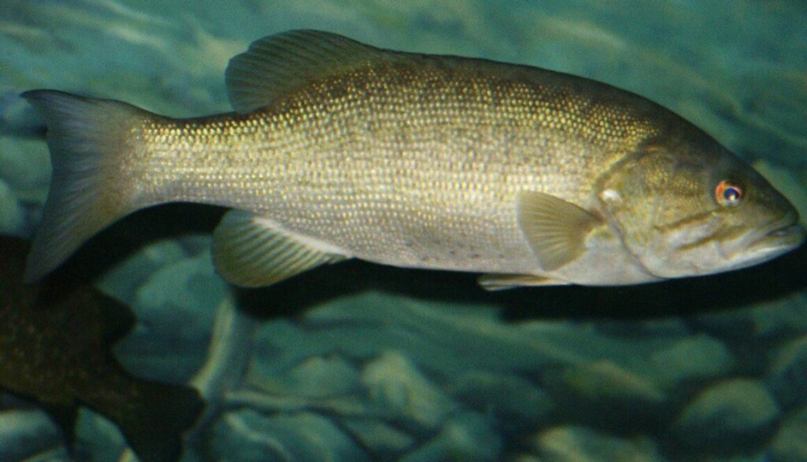 Smallmouth Bass (Micropterus dolomieu)