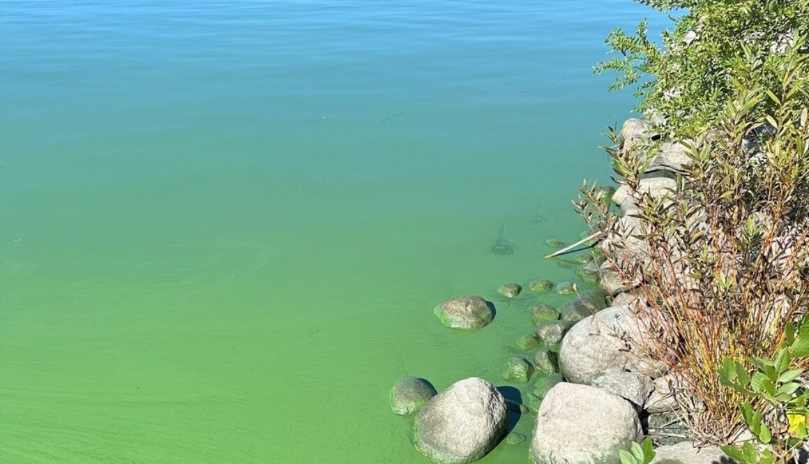 Blue green algae bloom on Lake of the Woods adjusted Mike Newton photo courtesy Lake of the Woods Water Sustainability Foundation