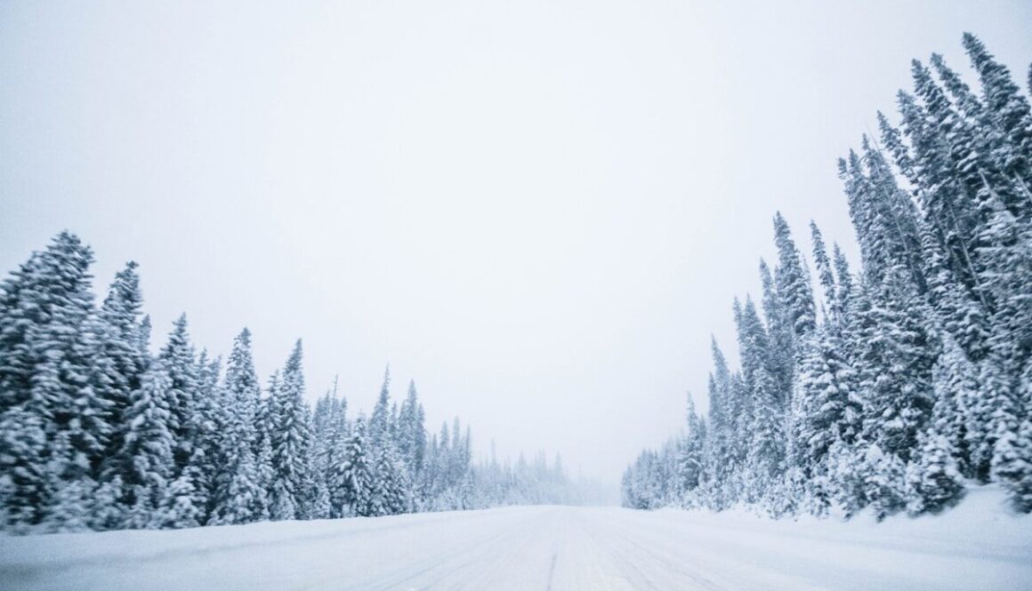 snow covered pine trees