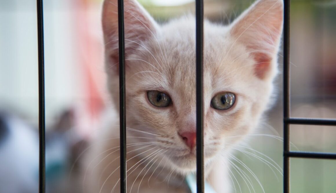 orange kitten inside cage