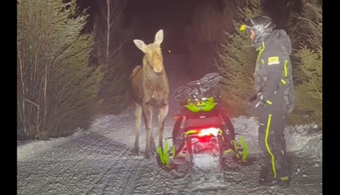 Moose encounter on Caledonia Trail (Image: submitted) (March 2026)