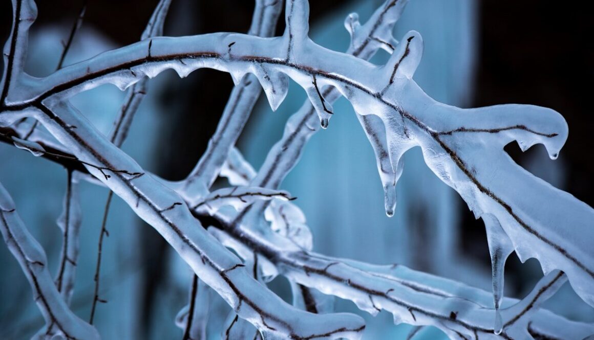 a close up of a tree branch with ice on it