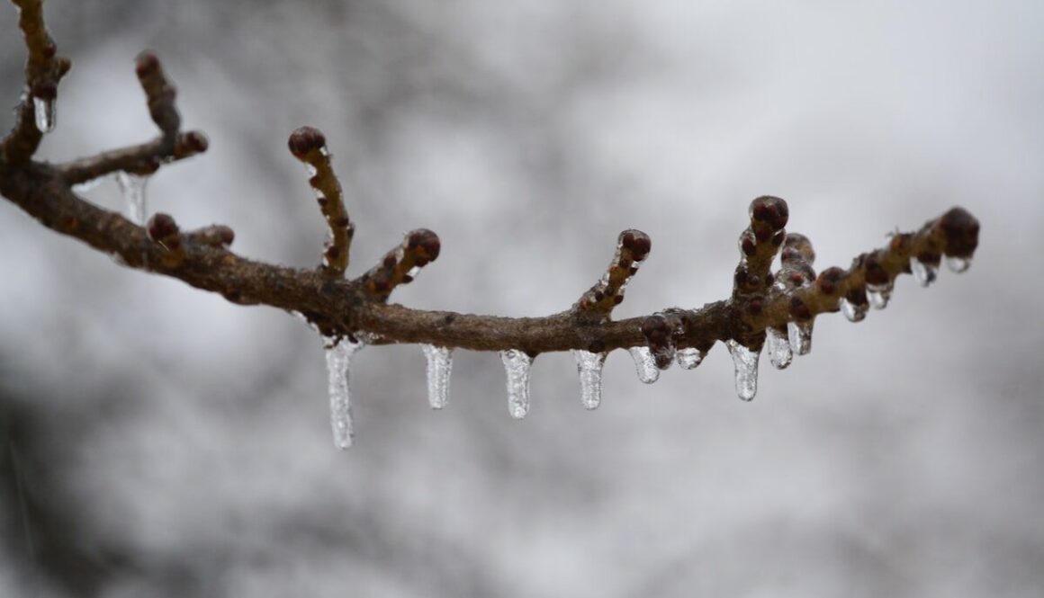 Frozen icicles hang from bare tree branches in winter.