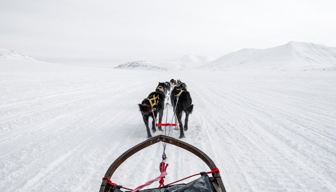 a group of dogs pulling a sled across a snow covered field
