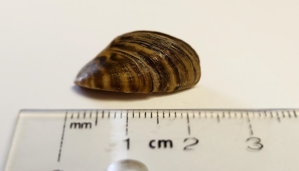 zebra-mussel