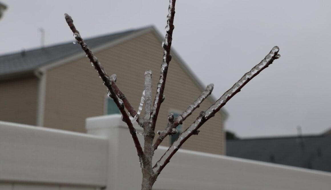 Tree branches covered in ice against a cloudy sky