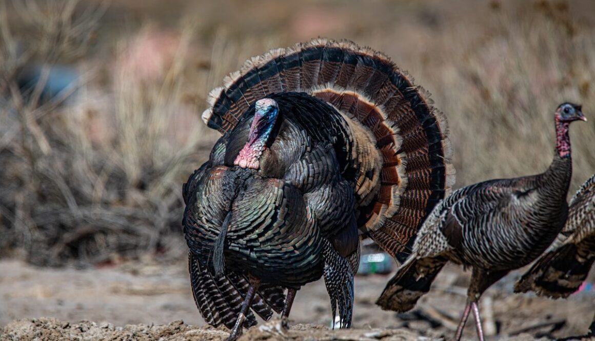 black and brown turkey on brown field during daytime