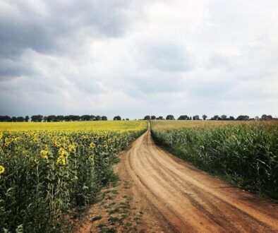 dirt road in the middle of the flower field during day