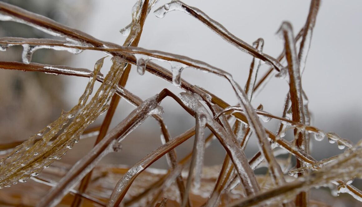 a close up of a bunch of grass covered in ice