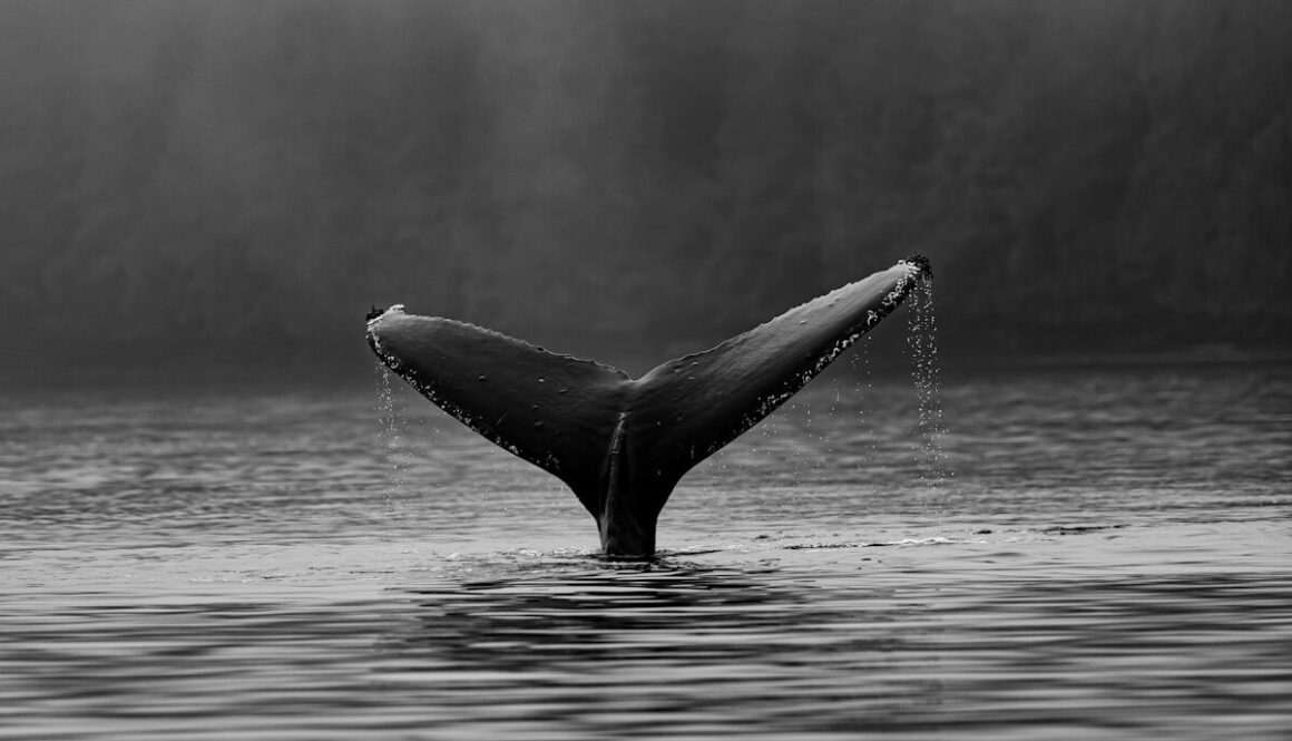 whale's tale on water