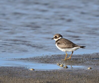 ringed plover, bird, animal, small plover, nature, small bird, charadrius hiaticula, wildlife, north sea