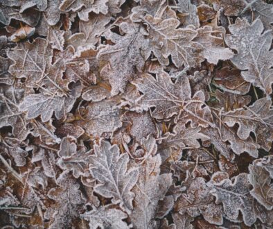 closeup photo of green leaves